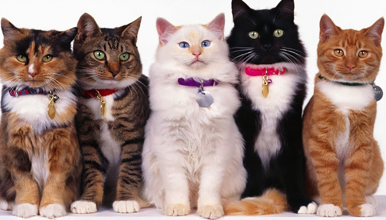 Imagen de un grupo de gatos