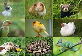 Imagen de un grupo de animales