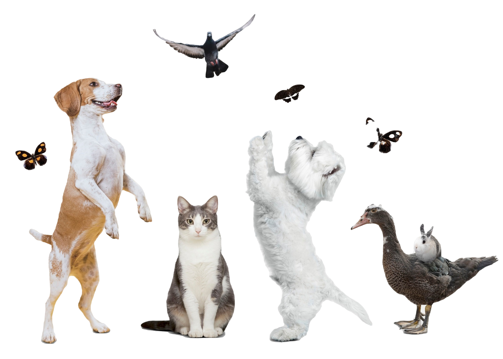 Grupo de animales adorables con fondo blanco