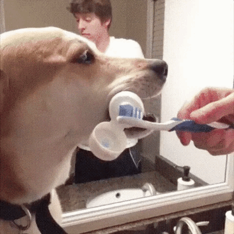 Animación de animales